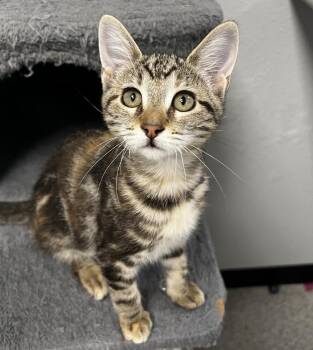 Minnow -  Domestic Medium Hair and Tabby Cat for Adoption in Jamestown, California - Minnow | PetCurious