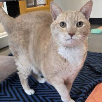 Arista -  Domestic Short Hair Cat for Adoption in Voorhees Township, New Jersey - Arista | PetCurious