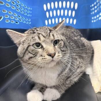 Tiger -  Domestic Short Hair Cat for Adoption in New York, New York - Tiger | PetCurious