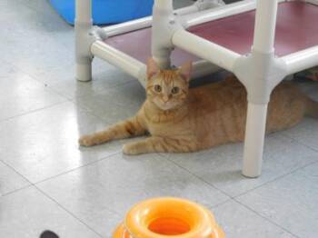 Rescue Domestic Short Hair Cats for Adoption in Freeport, Illinois - Whiskers | PetCurious