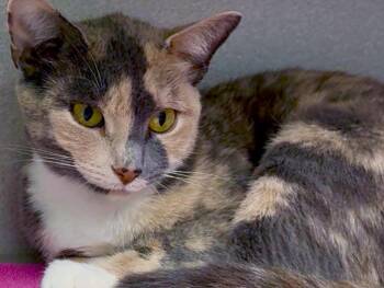 Chela -  Dilute Calico Cat for Adoption in Great Neck, New York - Chela | PetCurious