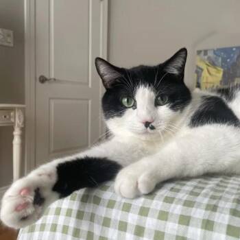 Big Ben -  Domestic Short Hair Cat for Adoption in Evanston, Illinois - Big Ben | PetCurious