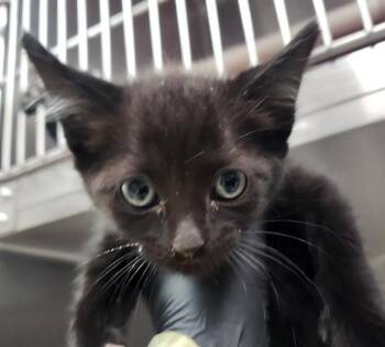 BARNABUS -  Domestic Short Hair Cat for Adoption in Colorado Springs, Colorado - BARNABUS | PetCurious