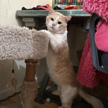 Domestic Short Hair Cats Available for Adoption - Tails | PetCurious