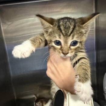 Nacho -  Domestic Short Hair Cat for Adoption in Greensboro, North Carolina - Nacho | PetCurious