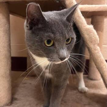 Domestic Short Hair Cats Available for Adoption in Waynesboro, Pennsylvania - Tundra | PetCurious