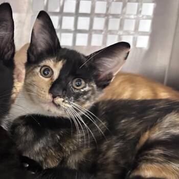 Dottie -  Domestic Short Hair Cat for Adoption in Mount Vernon, Indiana - Dottie | PetCurious