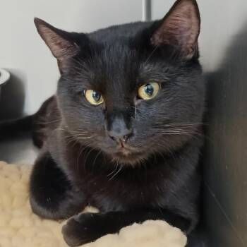 Domestic Short Hair Cats Available for Adoption in Valley, Alabama - Shadow | PetCurious