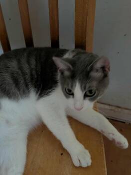 Rescue Domestic Short Hair Cats for Adoption in Trinity, North Carolina - Grey | PetCurious