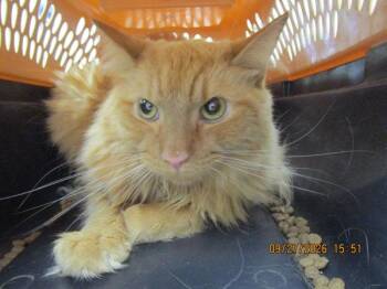 Henry(624) -  Domestic Long Hair Cat for Adoption in Marietta, Georgia - Henry(624) | PetCurious