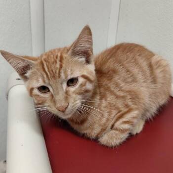 Jude -  Domestic Short Hair Cat for Adoption in Springfield, Illinois - Jude | PetCurious