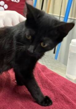 Milburn -  Domestic Short Hair Cat for Adoption in Kansas City, Missouri - Milburn | PetCurious