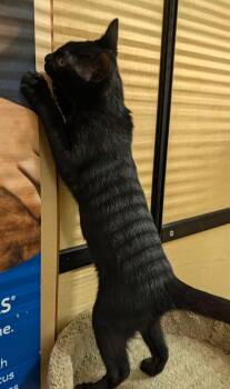 Bean -  Domestic Short Hair Cat for Adoption in Farmland, Indiana - Bean | PetCurious
