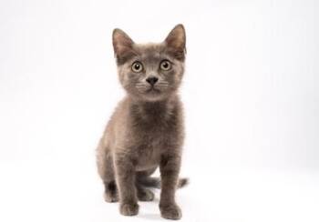 Domestic Short Hair Cats Available for Adoption in Fort Worth, Texas - Gouda | PetCurious