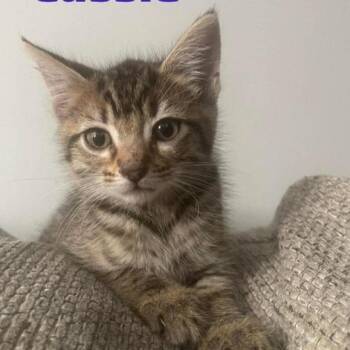 Domestic Short Hair Cats Available for Adoption in Wilmington, Delaware - Nymeria | PetCurious