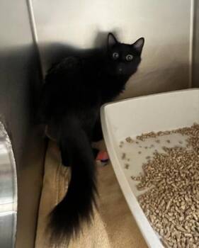 Phoenix -  Domestic Medium Hair and Domestic Short Hair Cat for Adoption in Longmont, Colorado - Phoenix | PetCurious