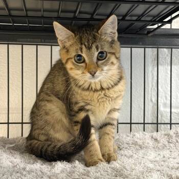 Leche -  Domestic Short Hair Cat for Adoption in Hampton Bays, New York - Leche | PetCurious