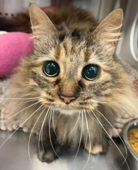 Domestic Long Hair Cats Available for Adoption in Jackson, Michigan - Hera | PetCurious