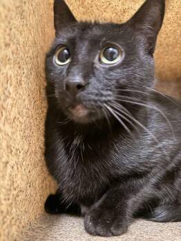 Shadow -  Domestic Short Hair Cat for Adoption in Fruit Heights, Utah - Shadow | PetCurious