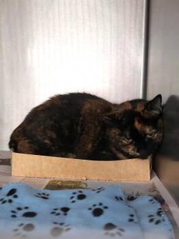 EMBER -  Domestic Short Hair Cat for Adoption in Charlotte, North Carolina - EMBER | PetCurious