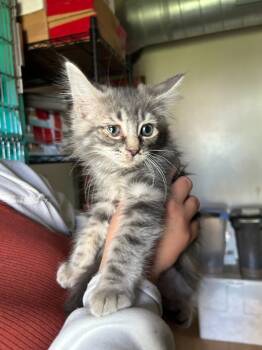 Rescue Domestic Medium Hair Cats for Adoption in Pine Grove, Pennsylvania - River | PetCurious