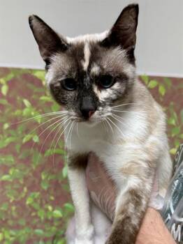 ENOLA -  Domestic Short Hair Cat for Adoption in San Antonio, Texas - ENOLA | PetCurious
