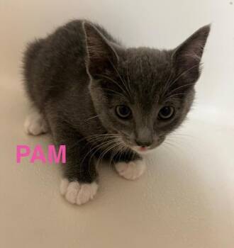 Pam - The Office Litter -  Russian Blue Cat for Adoption in Anthem, Arizona - Pam - The Office Litter | PetCurious