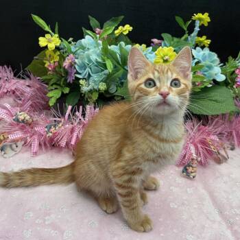 Tabby and Domestic Short Hair Cats Available for Adoption - Elvio | PetCurious