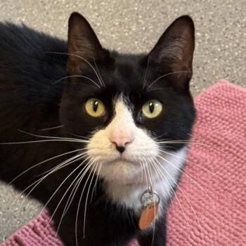 Hugo -  Domestic Short Hair Cat for Adoption in Lansing, Michigan - Hugo | PetCurious