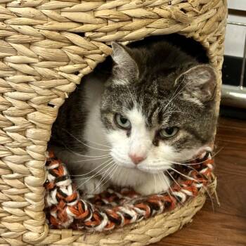 Kiki -  Domestic Short Hair Cat for Adoption in Saratoga Springs, New York - Kiki | PetCurious