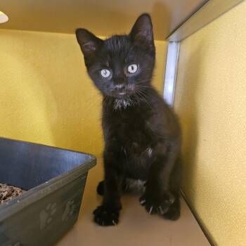 Domestic Short Hair Cats Available for Adoption in Fall River, Massachusetts - Smudge | PetCurious