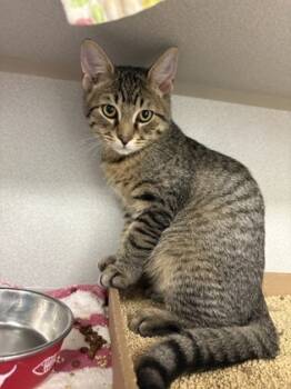 Rescue Domestic Short Hair Cats for Adoption in Morristown, New Jersey - Dart | PetCurious