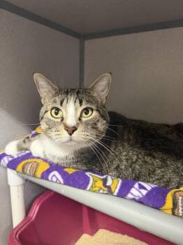 Domestic Short Hair Cats Available for Adoption in Cedar Rapids, Iowa - Benji | PetCurious
