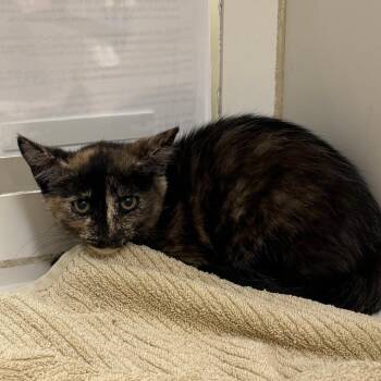 BonBon -  Domestic Short Hair Cat for Adoption in Cheyenne, Wyoming - BonBon | PetCurious