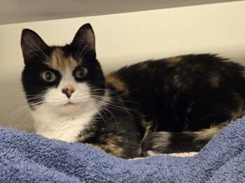 Domestic Short Hair Cats Available for Adoption in Bellingham, Washington - Porky | PetCurious