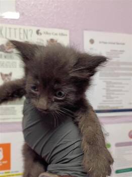 Kit 7 -  Domestic Medium Hair Cat for Adoption in El Paso, Texas - Kit 7 | PetCurious