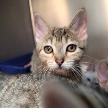EMMYLOU -  Domestic Short Hair Cat for Adoption in Belfair, Washington - EMMYLOU | PetCurious