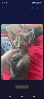 Ember -  Domestic Short Hair Cat for Adoption in Cromwell, Kentucky - Ember | PetCurious