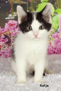 Domestic Short Hair Cats Available for Adoption in Gilbert, Arizona - Katje | PetCurious