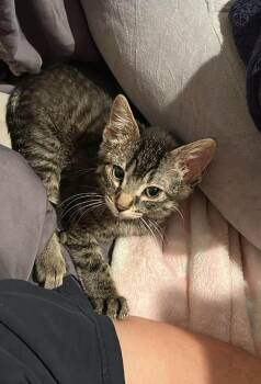 Domestic Short Hair Cats Available for Adoption - Ferlin | PetCurious