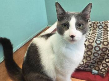 Domestic Short Hair Cats Available for Adoption in Martinez, California - BUSTER(BONDED WITH PHOEBE) | PetCurious