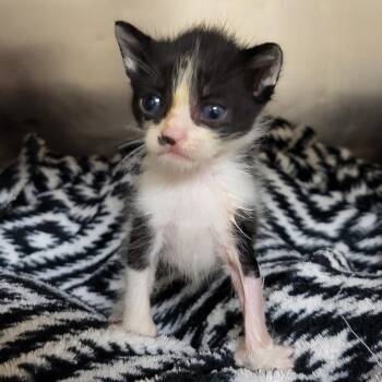 Domestic Short Hair Cats Available for Adoption in Lake Panasoffkee, Florida - Miny | PetCurious