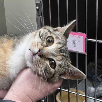 Gooseberry -  Domestic Short Hair Cat for Adoption in Milan, Illinois - Gooseberry | PetCurious