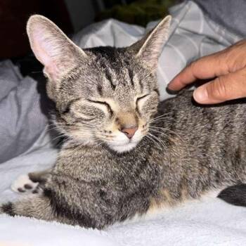 Bella - Home to Home -  Domestic Short Hair Cat for Adoption in South Elgin, Illinois - Bella - Home To Home | PetCurious