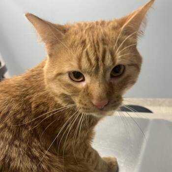 Domestic Short Hair Cats Available for Adoption - Bluebell | PetCurious