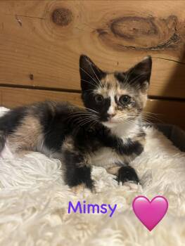 Mimsy -  Domestic Short Hair Cat for Adoption in Absecon, New Jersey - Mimsy | PetCurious