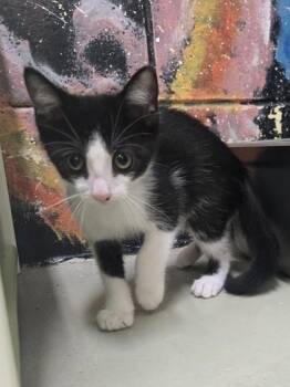 Microwave -  Domestic Short Hair Cat Available for Adoption in Savannah, Georgia - Microwave | PetCurious