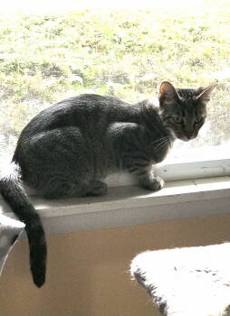 Rescue Domestic Short Hair Cats for Adoption - Fae | PetCurious