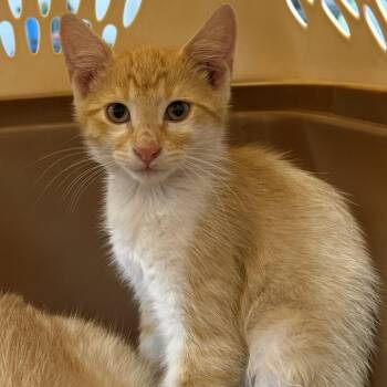Arnold Palmer-C -  Domestic Short Hair Cat for Adoption in East St. Louis, Illinois - Arnold Palmer-C | PetCurious