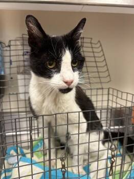 KITKAT -  Domestic Short Hair Cat for Adoption in Martinez, California - KITKAT | PetCurious